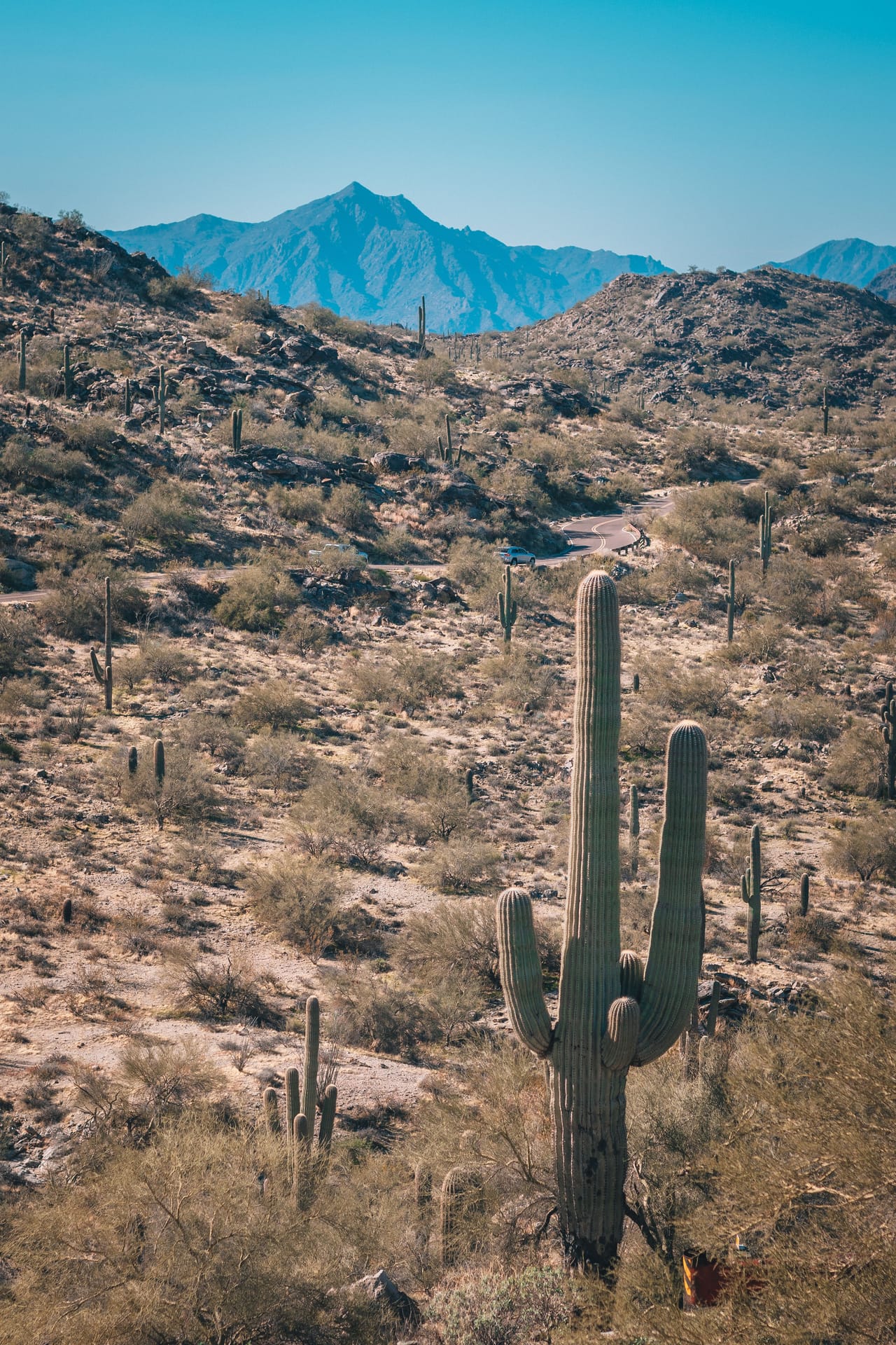 A saguaro cactus in the Sonoran desert with mountains behind near Scottsdale
